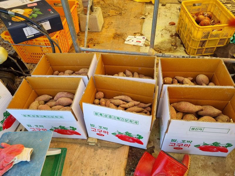 운이네농가님의 장터 판매 상품 [고구마 10kg] 첨부 사진