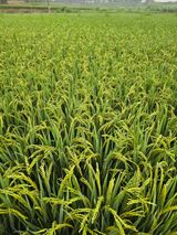 팜모닝 농사, 무엇이든 물어보세요!·참여글 게시글 이미지