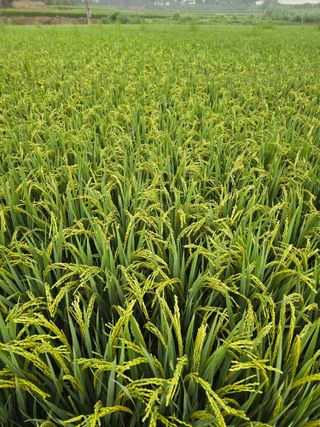 정종태님의 농사, 무엇이든 물어보세요! · 참여글 작성글 사진