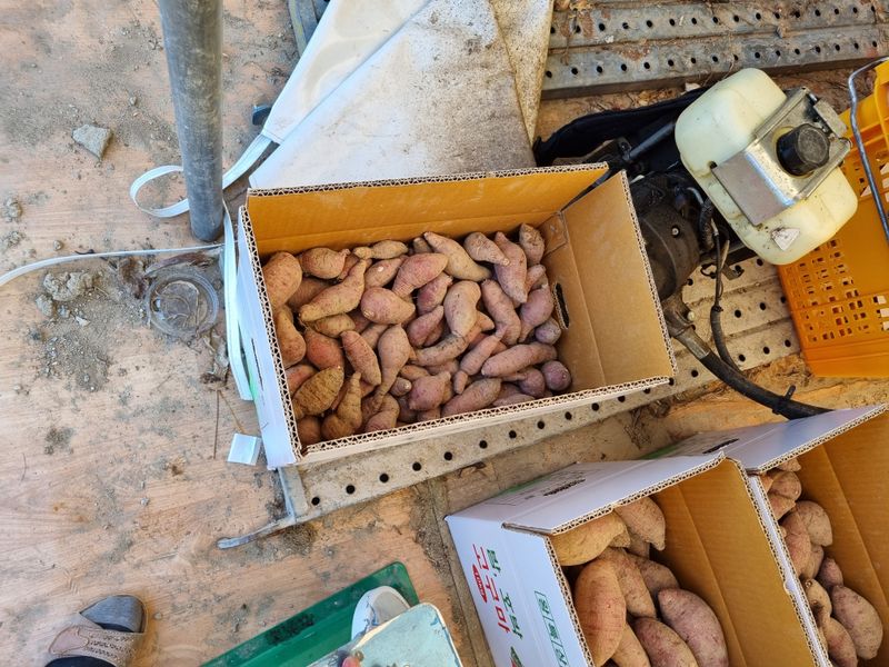 운이네농가님의 장터 판매 상품 [고구마 10kg] 첨부 사진