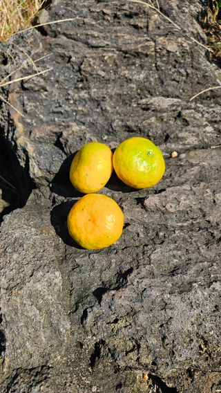 고강농원 강영자님의 작성글 사진