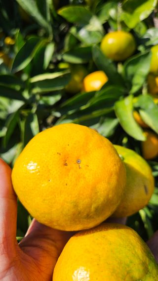 고강농원 강영자님의 작성글 사진