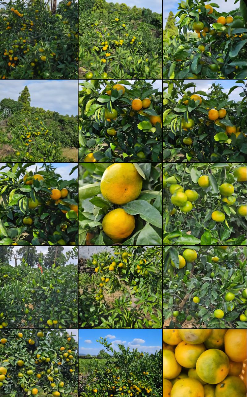 고강농원 강영자님의 장터 판매 상품 [고강농원노지귤3kg] 첨부 사진