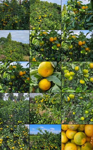 고강농원 강영자님의 작성글 사진