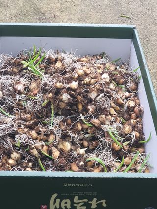 옥천서화농님의 자유주제 · 자유게시판 작성글 사진