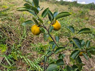 강화 산.해.감국님의 작성글 사진