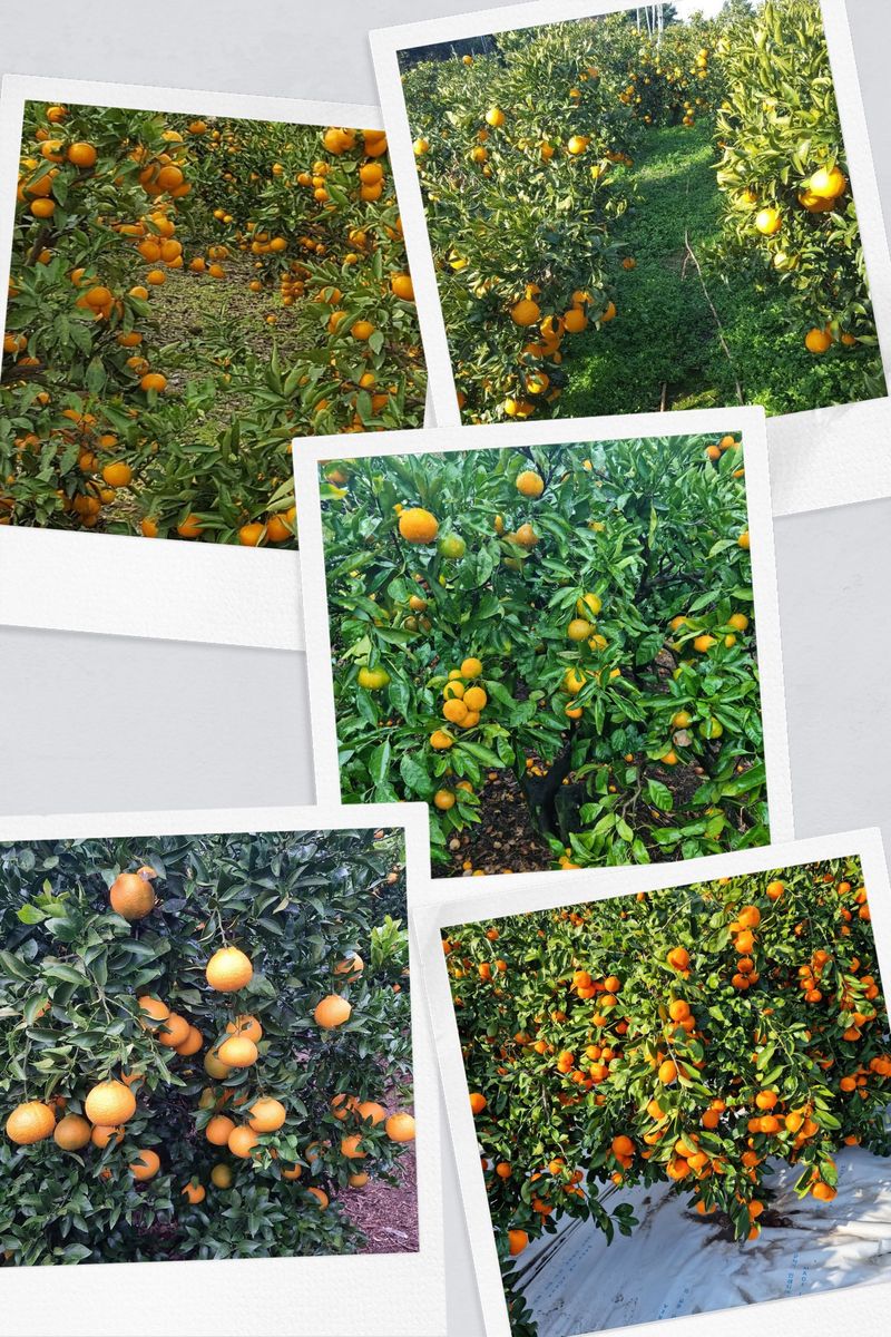 송응준님의 장터 판매 상품 [극조생귤 9.5kg] 첨부 사진