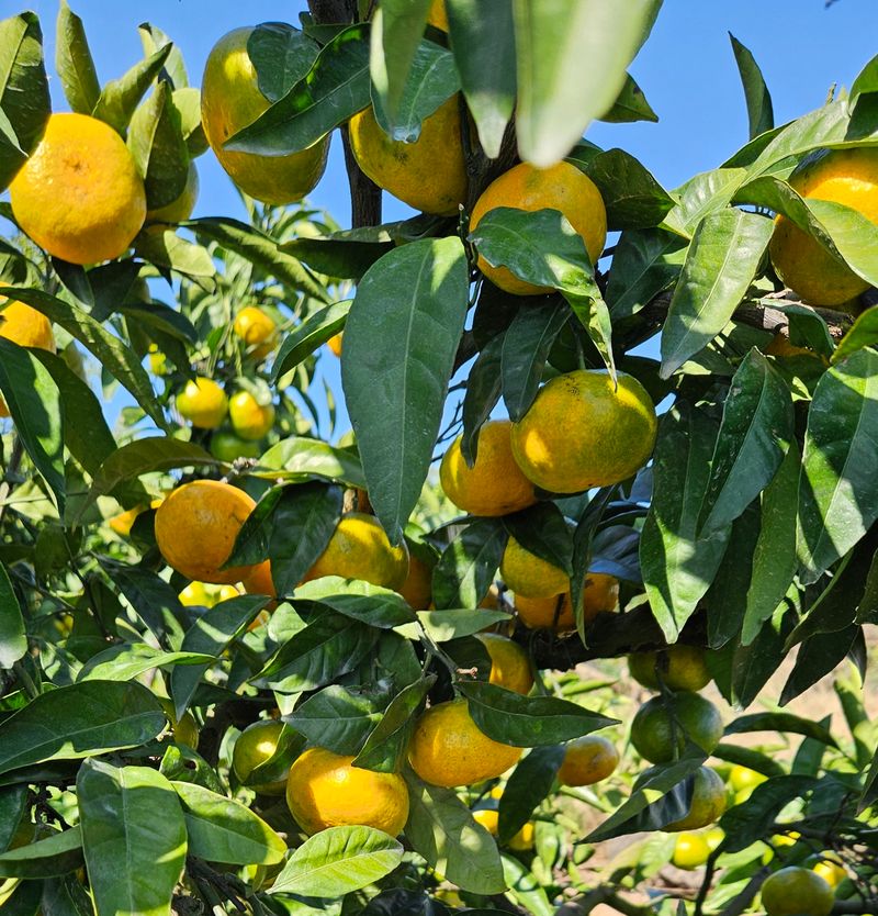 고강농원 강영자님의 장터 판매 상품 [고강농원노지귤3kg] 첨부 사진