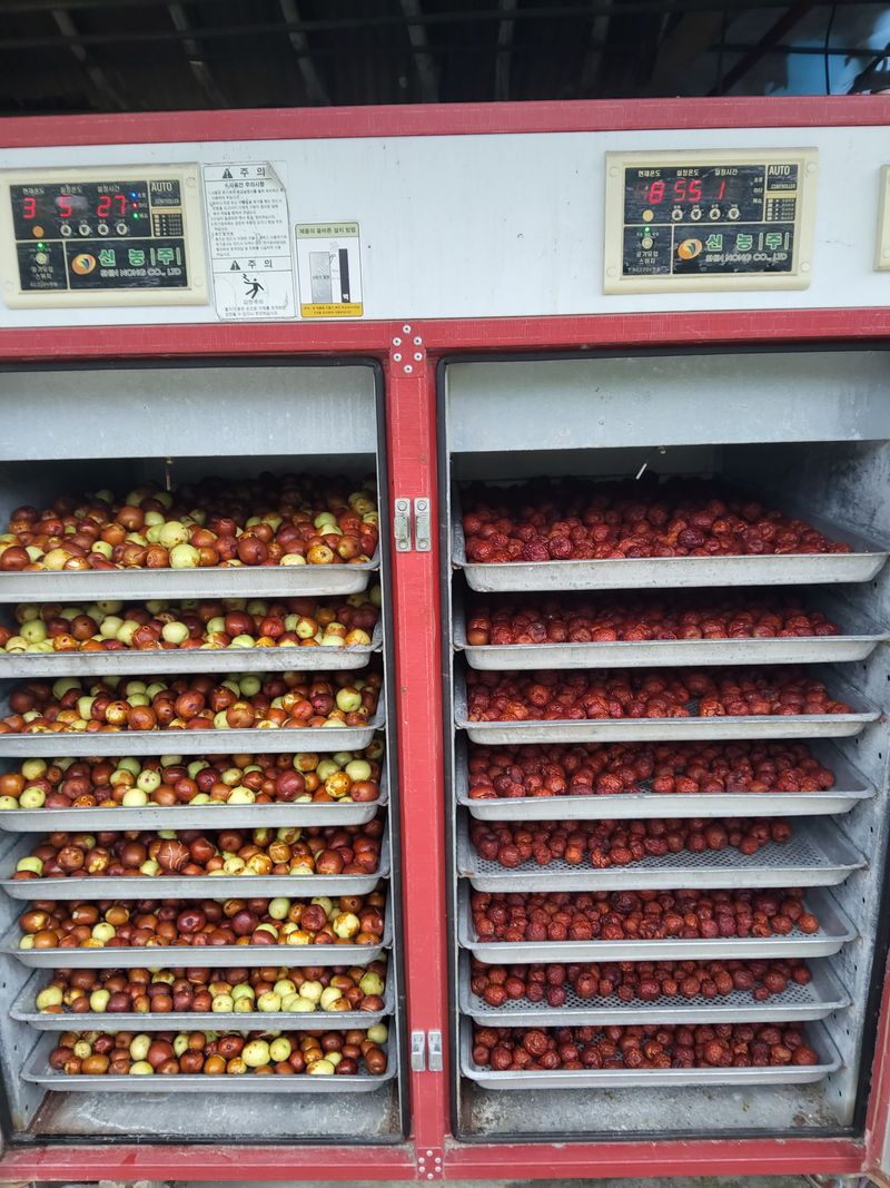 이용근님의 장터 판매 상품 [건대추1키로] 첨부 사진