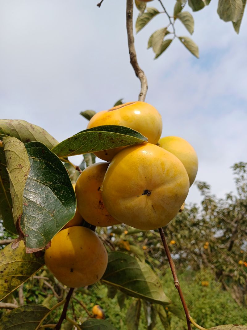 장터 상품 [유기농 단감  10kg] 썸네일