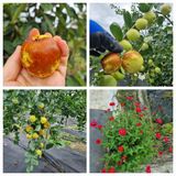 팜모닝 자유주제·자유게시판 게시글 이미지