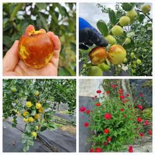 초월농원님의 자유주제 · 자유게시판 작성글 사진