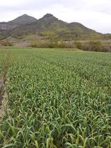 팜모닝 · 게시글 이미지