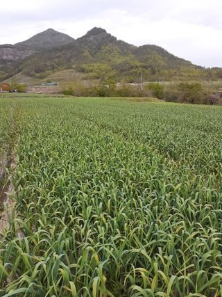 김영복님의 작성글 사진