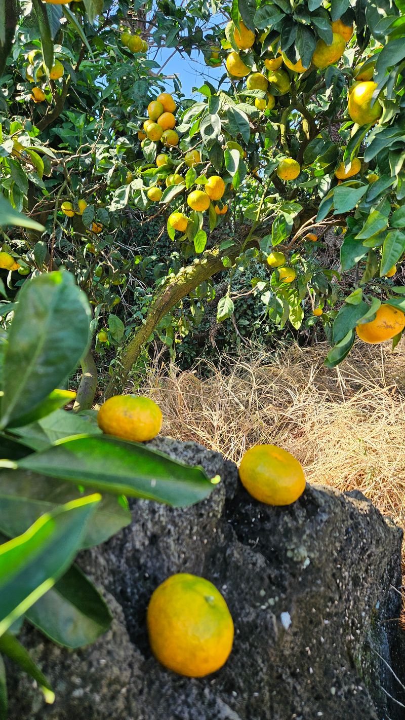 고강농원 강영자님의 장터 판매 상품 [고강농원노지귤3kg] 첨부 사진