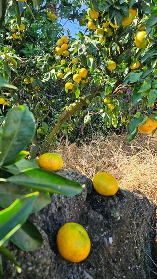 고강농원 강영자님의 작성글 사진