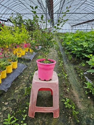 일심묘목농원님의 작성글 사진