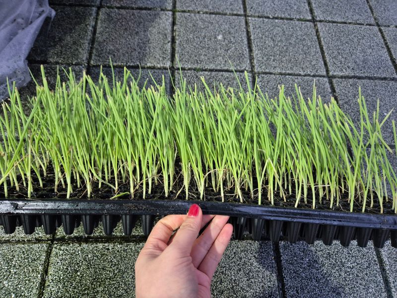 장터 상품 [저장양파 모종 카타마루 약 288구( 약 270개)] 썸네일