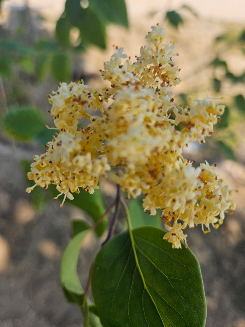 일심묘목농원님의 장터 판매 상품 [북경라일락 2년생 포트묘] 첨부 사진