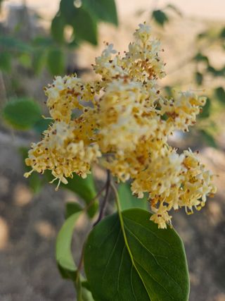 일심묘목농원님의 작성글 사진