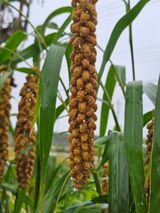 팜모닝 자유주제·자유게시판 게시글 이미지