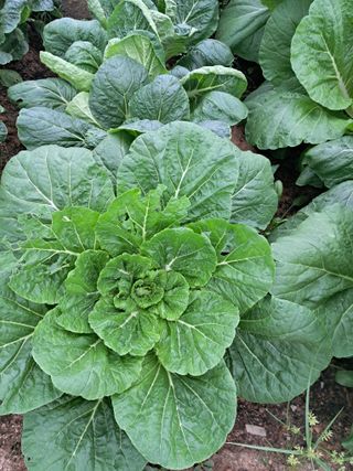 전희분님의 자유주제 · 자유게시판 작성글 사진