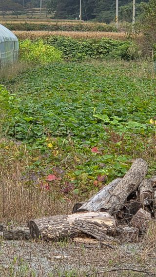 한밭농원님의 자유주제 · 자유게시판 작성글 사진
