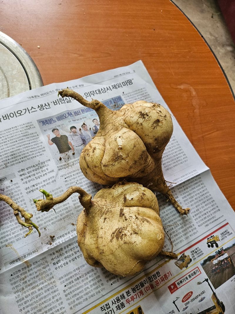 팝콘님의 장터 판매 상품 [히카마 맥시코감자] 첨부 사진