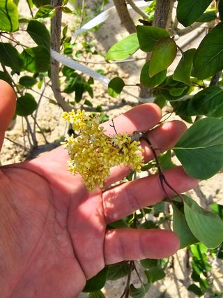 일심묘목농원님의 작성글 사진