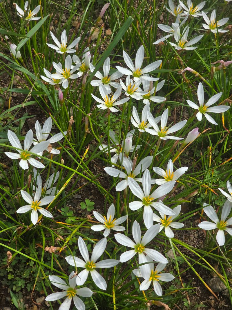 장터 상품 [나도샤프란구근100개] 썸네일