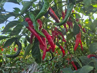 사천시향촌동 돼지띠님의 자유주제 · 자유게시판 작성글 사진