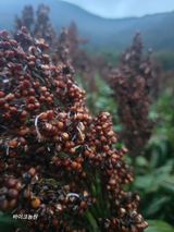 팜모닝 자유주제·자유게시판 게시글 이미지