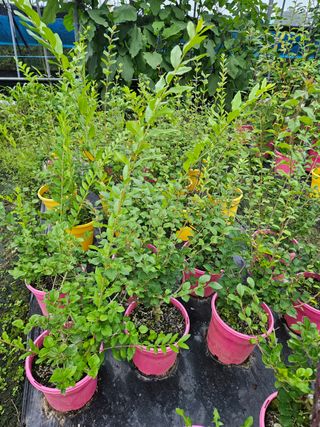 일심묘목농원님의 작성글 사진