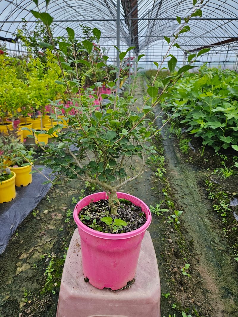 일심묘목농원님의 장터 판매 상품 [유럽라일락 3년생 개화주 포트묘] 첨부 사진