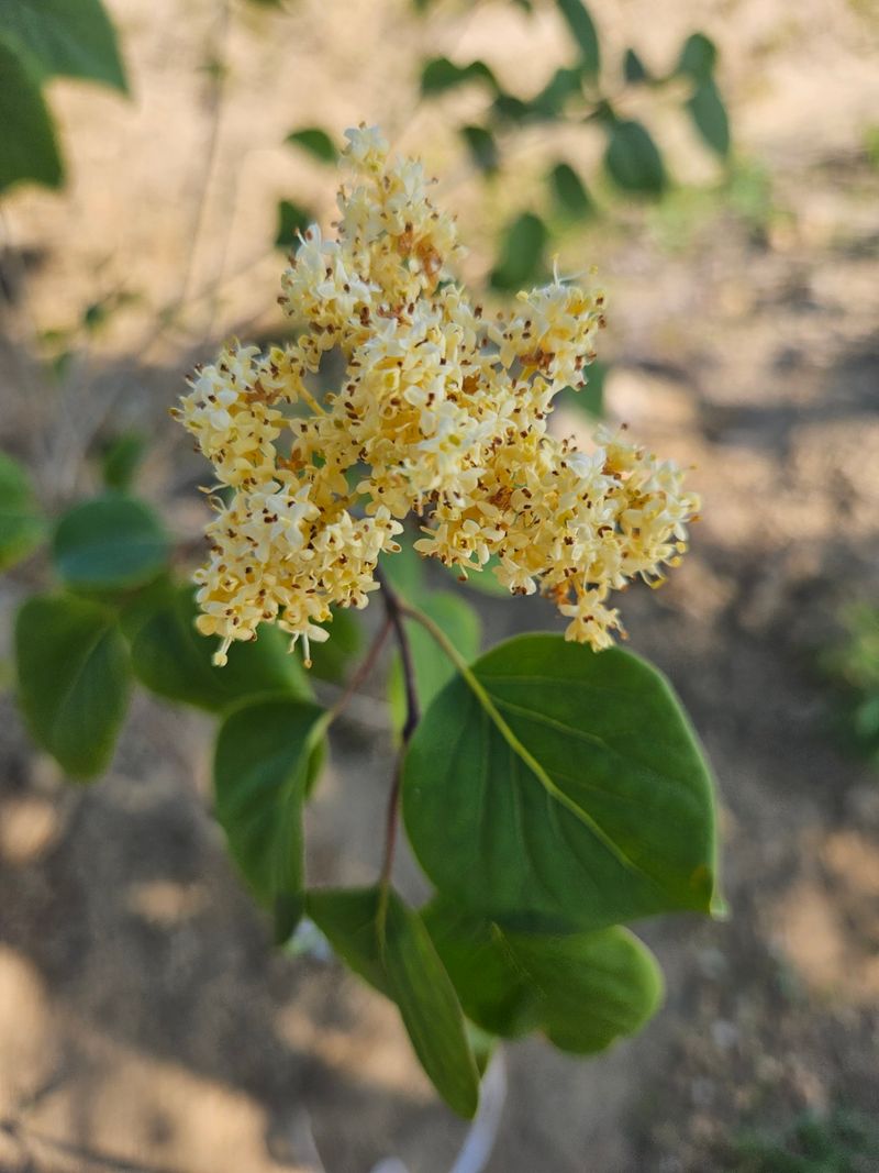 일심묘목농원님의 장터 판매 상품 [북경라일락 2년생 포트묘] 첨부 사진