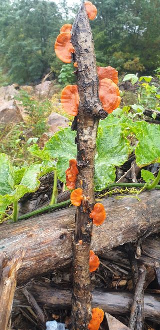 정선농부님의 자유주제 · 건의해요 작성글 사진