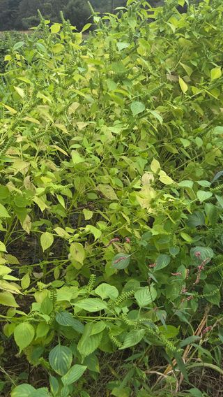 한밭농원님의 자유주제 · 자유게시판 작성글 사진