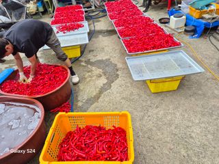 사천시향촌동 돼지띠님의 자유주제 · 자유게시판 작성글 사진