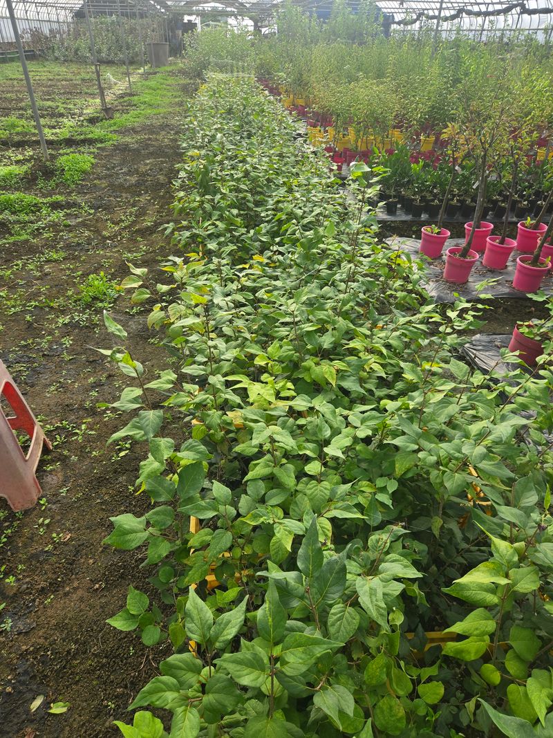 일심묘목농원님의 장터 판매 상품 [북경라일락 2년생 포트묘] 첨부 사진