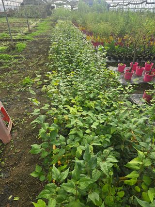 일심묘목농원님의 작성글 사진