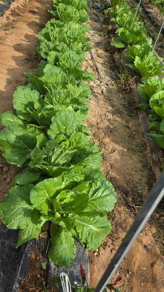 한밭농원님의 자유주제 · 자유게시판 작성글 사진