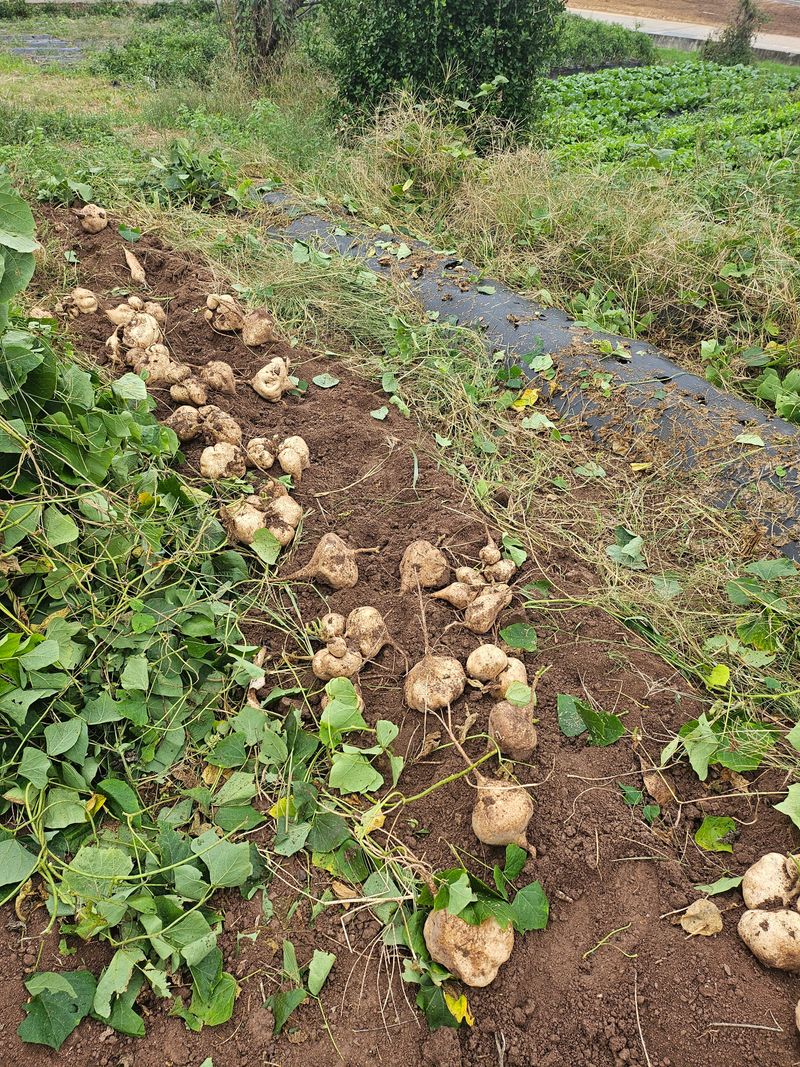 장터 상품 [히카마 맥시코감자] 썸네일