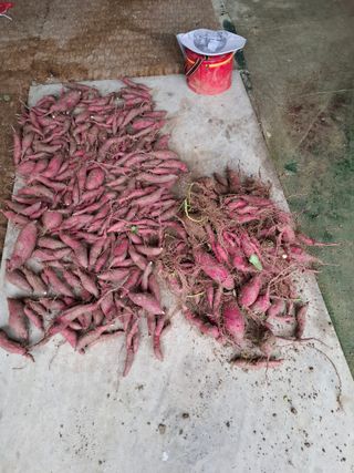 문영식님의 자유주제 · 자유게시판 작성글 사진