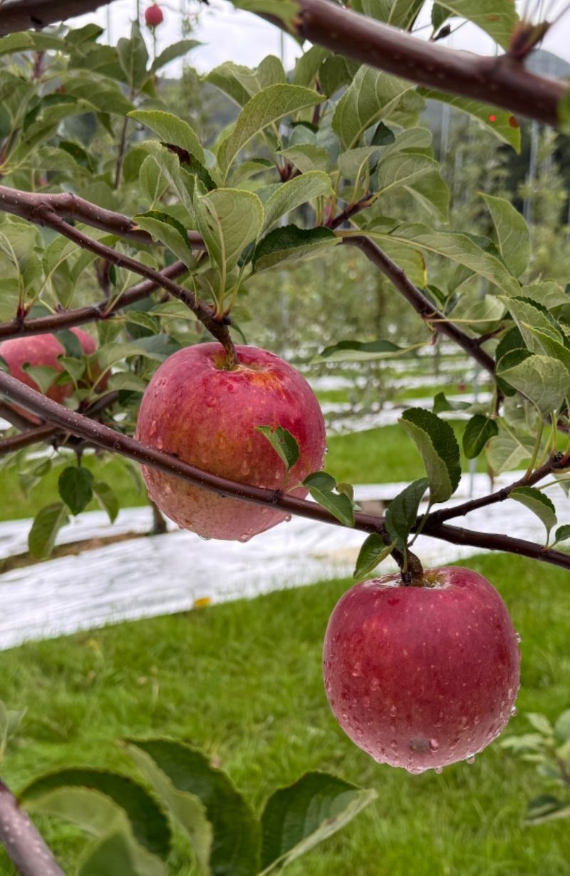 장터 상품 [감홍사과1kg    판매완료] 썸네일