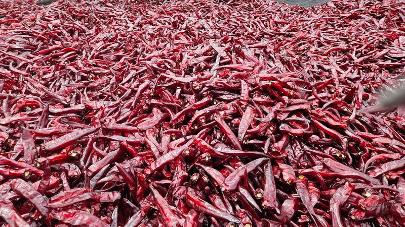 (이랑농장)김재한님의 장터 판매 상품 [세척 고추가루 4병(1kg) ] 첨부 사진