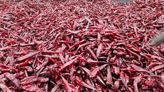 (이랑농장)김재한님의 작성글 사진