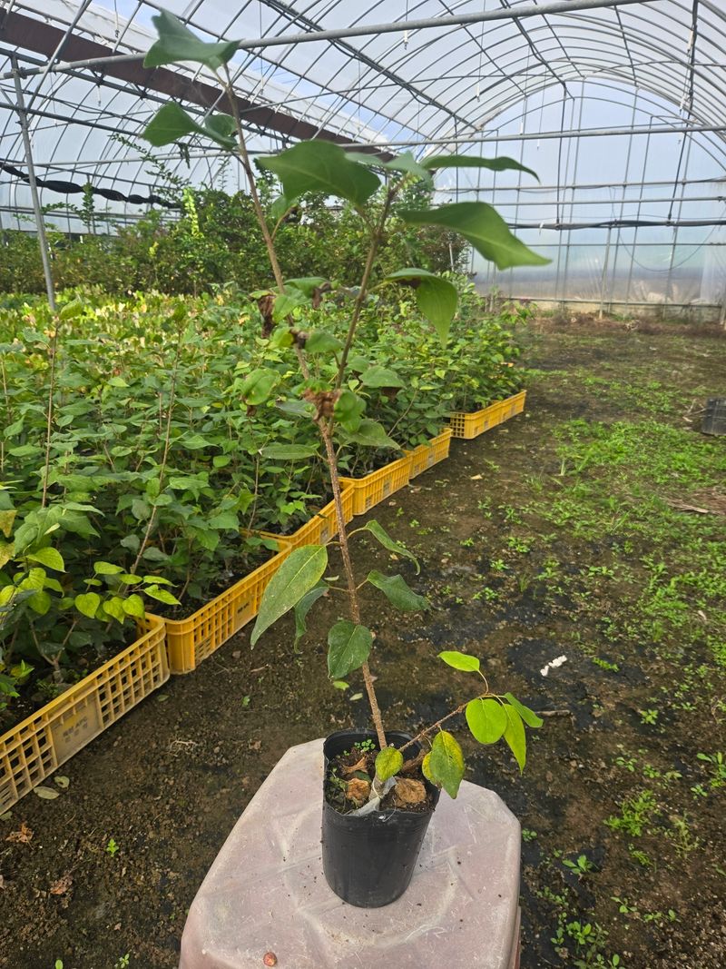 일심묘목농원님의 장터 판매 상품 [북경라일락 2년생 포트묘] 첨부 사진