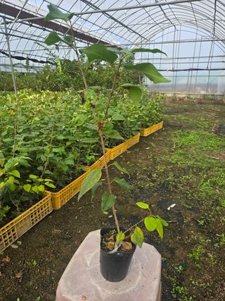 일심묘목농원님의 작성글 사진