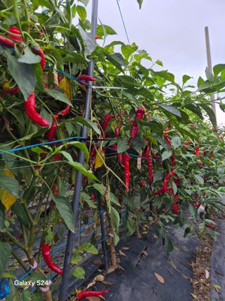 사천시향촌동 돼지띠님의 자유주제 · 자유게시판 작성글 사진