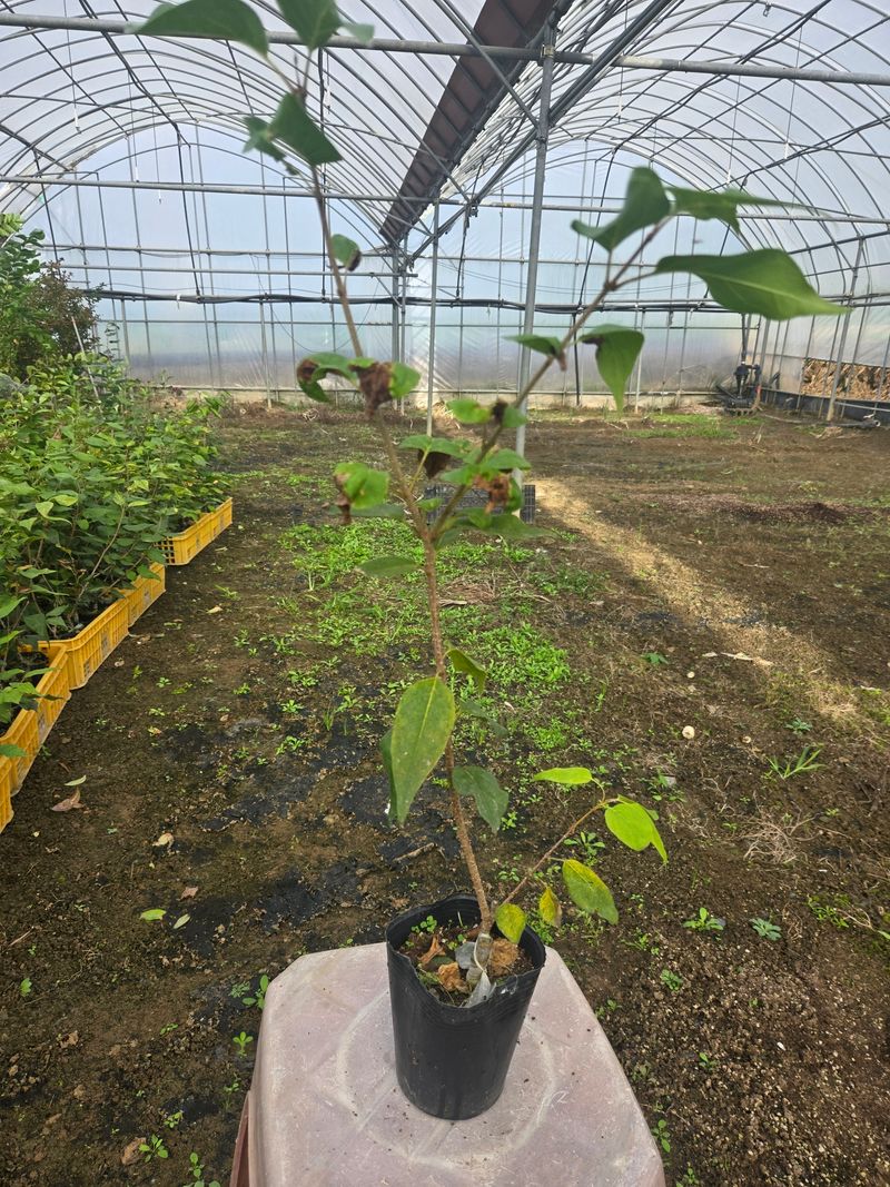 일심묘목농원님의 장터 판매 상품 [북경라일락 2년생 포트묘] 첨부 사진